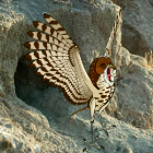 Hidden Life of the Burrowing Owl